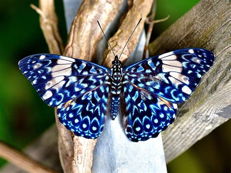 Schmetterling